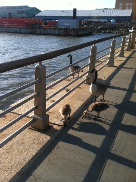 hudson river park family of geese on may 27