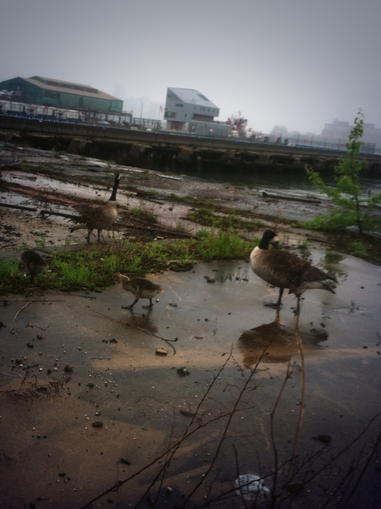 hudson river park family of geese on may 19